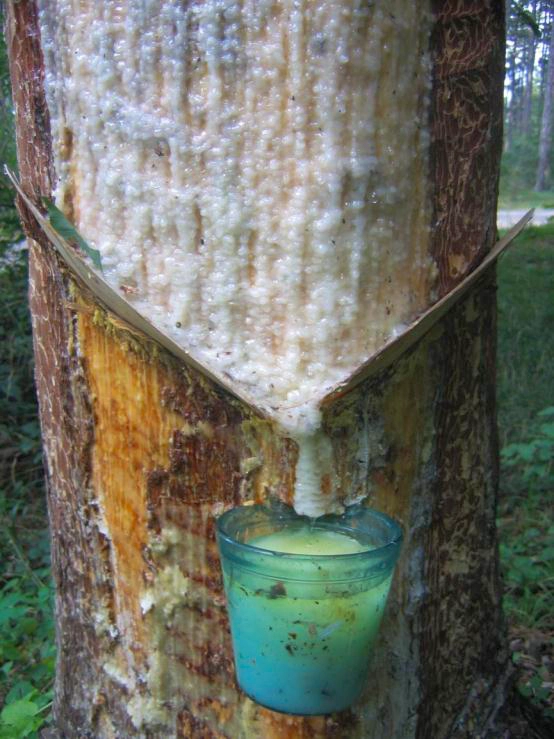 Dieses Bild zeigt Baumharz, auch Pech genannt, welches durch die oberflächliche Verwundung der Föhre gewonnen wird.