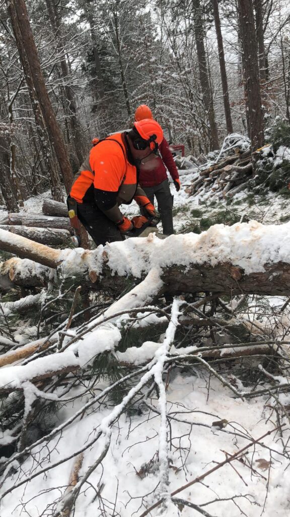 Das Bild zeigt zwei Arbeiter, wie sie die Äste des Baumes wegschneiden.