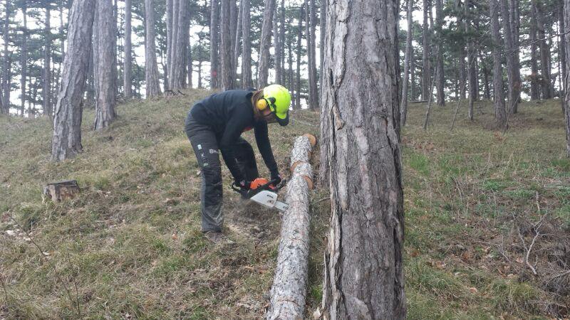 Nach dem Wegschneiden der Äste wird die Schwarzföhre in einzelne Meter geschnitten.